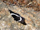 Flume Gorge * Eastern Tiger Swallowtail * 2272 x 1704 * (4.55MB)